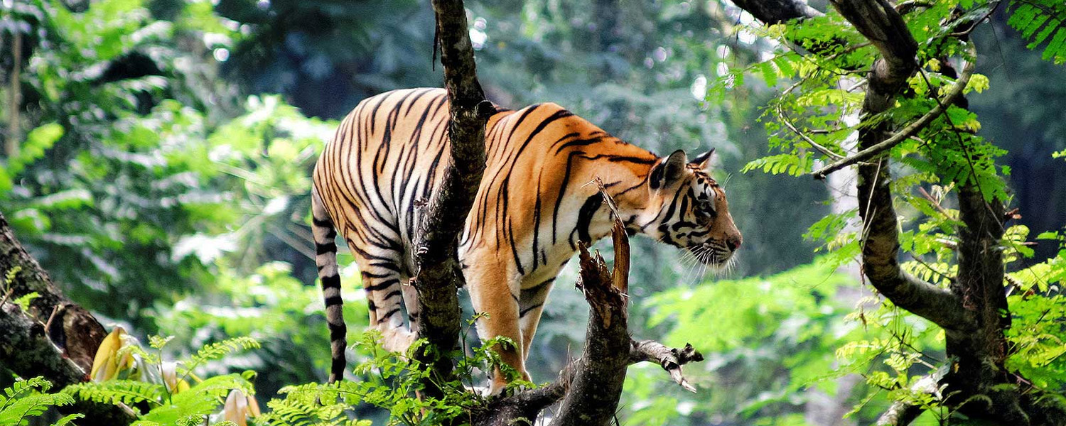 Thekkady