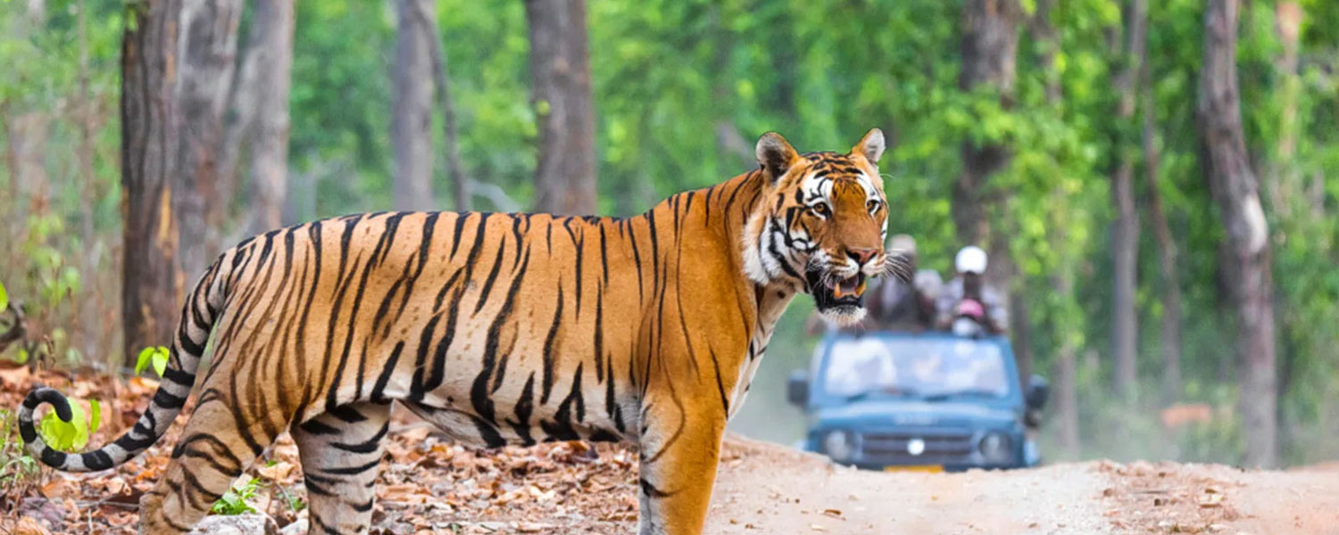 Jim Corbett National Park