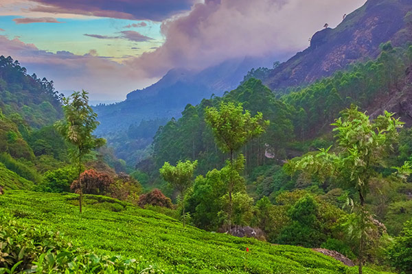 Munnar Tour Package