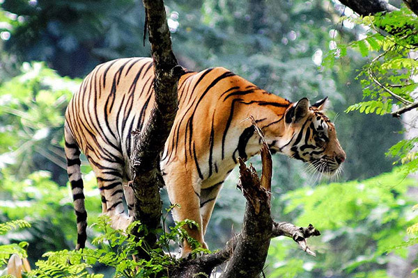 Thekkady