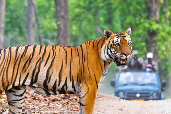 Jim Corbett National Park