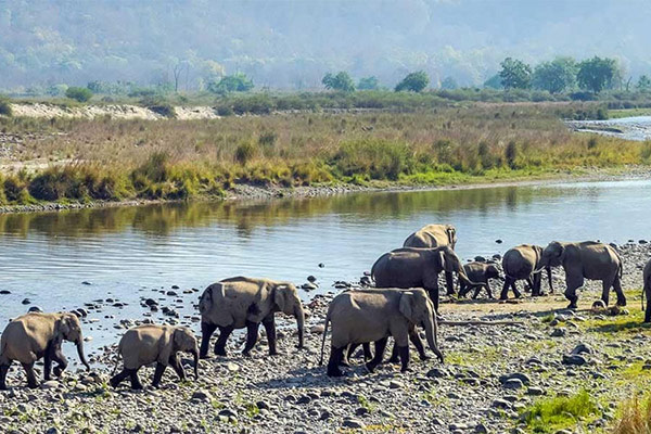 corbett national park
